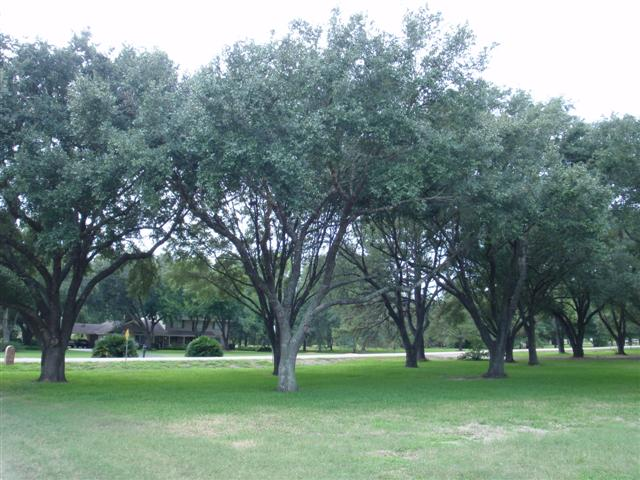 Exterior of Always Home at Saddlehorn in Katy, TX